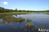 Kootwijkerveen