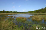 Kootwijkerveen