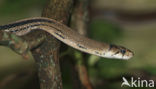 Copperhead Ratsnake (Elaphe radiata)