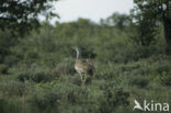 Kori Bustard (Ardeotis kori)