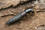 rove beetle (Quedius molochinus)