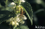 nursery web spider (Pisaura mirabilis)