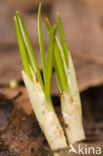 Krokus (Crocus spec.)