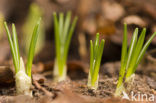 Krokus (Crocus spec.)