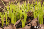 Crocus (Crocus spec.)