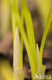 Krokus (Crocus spec.)