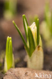 Krokus (Crocus spec.)