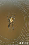 Kruisspin (Araneus diadematus)