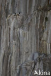 European Shag (Phalacrocorax aristotelis)