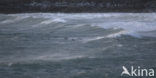 European Shag (Phalacrocorax aristotelis)