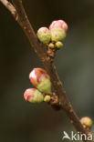 Quince (Chaenomeles superba ‘Pink Lady’)