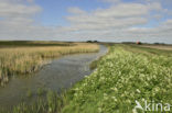 Lage land van Texel