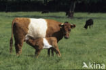 Dutch Belted Cow