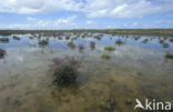 Lamsoor (Limonium vulgare)