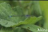 Lantaarntje (Ischnura elegans)