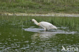 Eurasian Spoonbill (Platalea leucorodia)