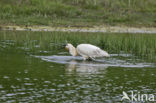 Eurasian Spoonbill (Platalea leucorodia)