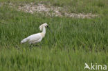 Eurasian Spoonbill (Platalea leucorodia)