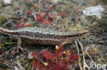 Viviparous Lizard (Zootoca vivipara)