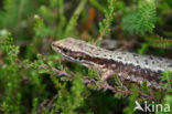 Levendbarende hagedis (Zootoca vivipara) 