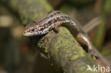 Viviparous Lizard (Zootoca vivipara)