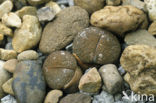 Levende steen (Lithops marmorata ssp. marmorata)