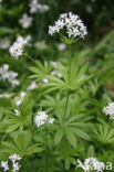 Woodruff (Galium odoratum)