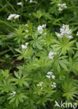 Lievevrouwebedstro (Galium odoratum)