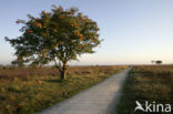 Moutain Ash (Sorbus)