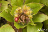 Longkruid (Pulmonaria rubra)