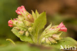 Longkruid (Pulmonaria rubra)