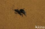 Headstanding beetle