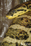 Madagaskar hondskop boa (Boa manditra)