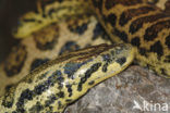 Madagaskar hondskop boa (Boa manditra)