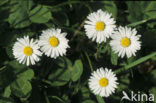 Daisy (Bellis perennis)