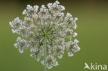 Daisy (Leucanthemum hybride)