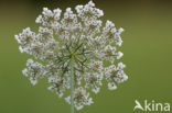 Margriet (Leucanthemum hybride)