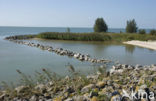 Markerwaarddijk