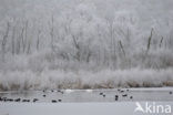 Common Coot (Fulica atra)