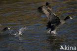 Common Coot (Fulica atra)