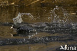 Common Coot (Fulica atra)