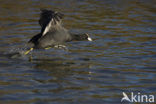 Common Coot (Fulica atra)