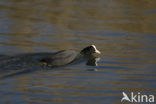 Common Coot (Fulica atra)