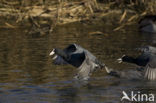 Meerkoet (Fulica atra)