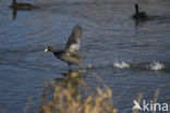 Common Coot (Fulica atra)