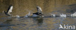 Common Coot (Fulica atra)