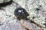 Megasternum obscurum