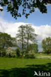 Hawthorn (Crataegus )