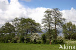 Hawthorn (Crataegus )