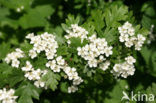 Hawthorn (Crataegus )